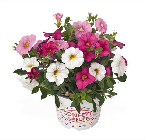 Foto de variedad de flores para ser usadas como: Tarrina de colgar / Maceta 3 Combo RED FOX Confetti Garden Pink Fusion
