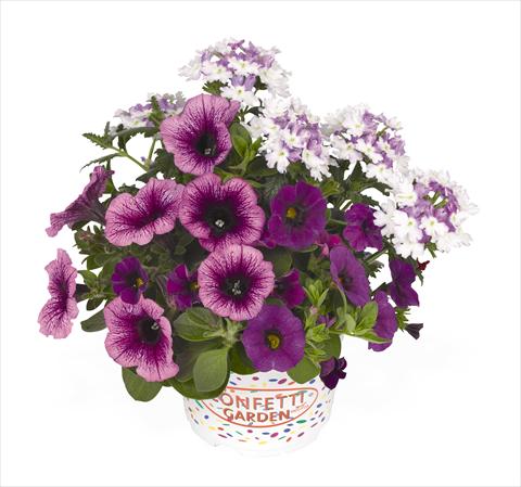 Foto de variedad de flores para ser usadas como: Tarrina de colgar / Maceta 3 Combo RED FOX Confetti Garden Purple Cleopatra