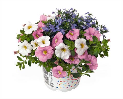 Foto de variedad de flores para ser usadas como: Tarrina de colgar / Maceta 3 Combo RED FOX Confetti Garden Waterbury