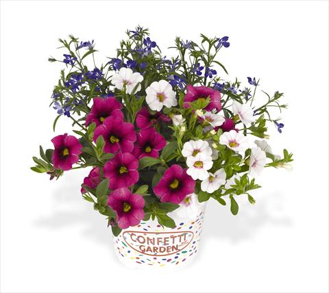 Foto de variedad de flores para ser usadas como: Tarrina de colgar / Maceta 3 Combo RED FOX Confetti Garden Waterloo
