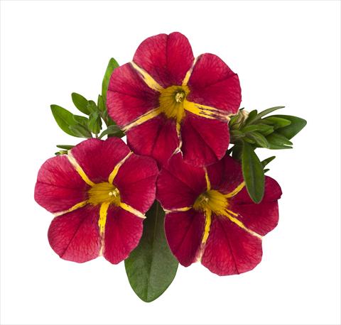 Foto de variedad de flores para ser usadas como: Tarrina de colgar / Maceta Calibrachoa RED FOX Aloha® Cherry Cart Wheel