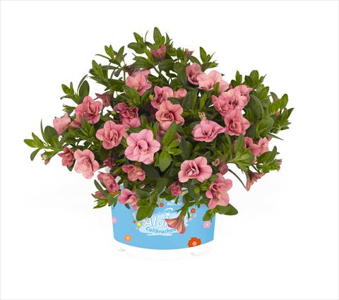 Foto de variedad de flores para ser usadas como: Tarrina de colgar / Maceta Calibrachoa RED FOX Aloha® Double Pink