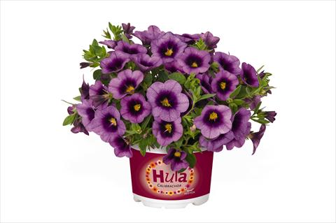 Foto de variedad de flores para ser usadas como: Tarrina de colgar / Maceta Calibrachoa RED FOX Hula Lavender