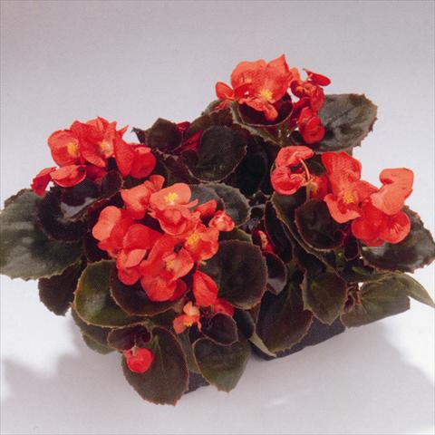 Foto de variedad de flores para ser usadas como: Planta de temporada / borde del macizo Begonia semperflorens Havana Scarlet