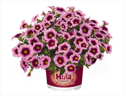 Foto de variedad de flores para ser usadas como: Tarrina de colgar / Maceta Calibrachoa RED FOX Hula Soft Pink