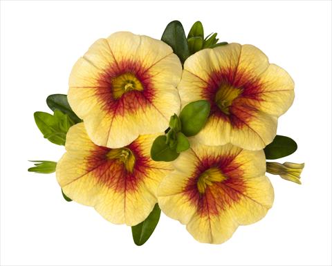 Foto de variedad de flores para ser usadas como: Tarrina de colgar / Maceta Calibrachoa RED FOX Super Yellow