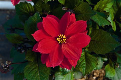 Foto de variedad de flores para ser usadas como: Maceta Dahlia Dreamy Passion