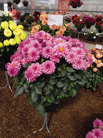 Foto de variedad de flores para ser usadas como: Maceta Dahlia Hypnotica Pink Improved