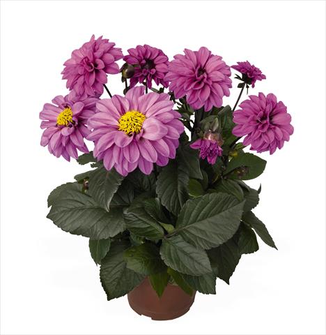 Foto de variedad de flores para ser usadas como: Maceta Dahlia Temptation Lavender