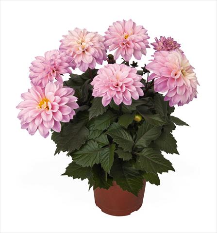 Foto de variedad de flores para ser usadas como: Maceta Dahlia Temptation Pink Bicolor