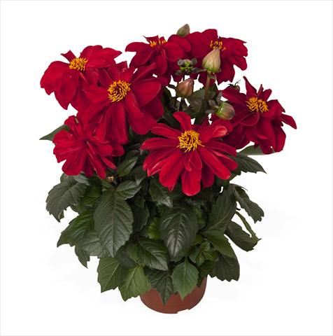 Foto de variedad de flores para ser usadas como: Maceta Dahlia Temptation Red