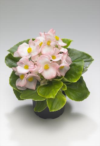 Foto de variedad de flores para ser usadas como: Planta de temporada / borde del macizo Begonia semperflorens Monza Appleblossom