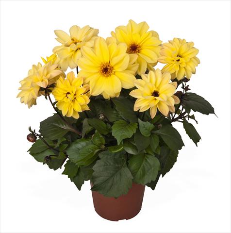 Foto de variedad de flores para ser usadas como: Maceta Dahlia Temptation Yellow