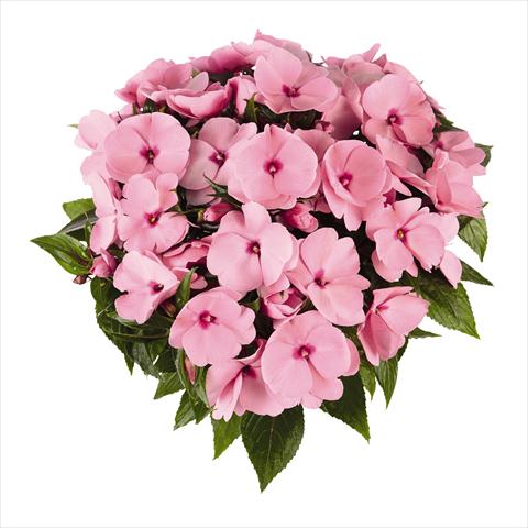 Foto de variedad de flores para ser usadas como: Maceta o cesta de trasplante Impatiens N. Guinea RED FOX Tamarinda True Pink