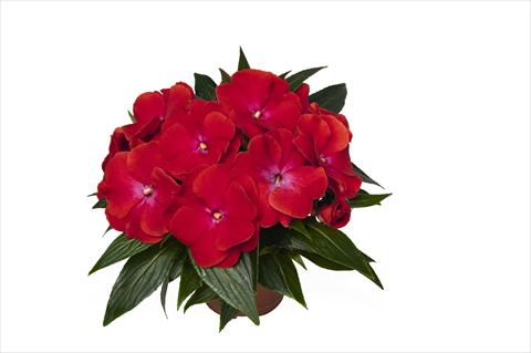 Foto de variedad de flores para ser usadas como: Maceta o cesta de trasplante Impatiens N. Guinea RED FOX Magnum Red Flame
