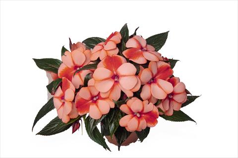 Foto de variedad de flores para ser usadas como: Maceta o cesta de trasplante Impatiens N. Guinea RED FOX Petticoat Mandarin Star