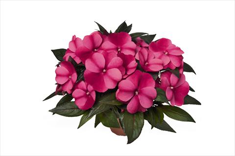 Foto de variedad de flores para ser usadas como: Maceta o cesta de trasplante Impatiens N. Guinea RED FOX Petticoat Purple Star