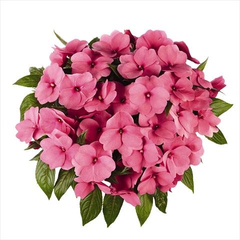 Foto de variedad de flores para ser usadas como: Maceta o cesta de trasplante Impatiens N. Guinea RED FOX Tamarinda Pink