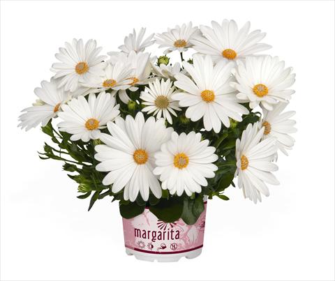 Foto de variedad de flores para ser usadas como: Maceta Osteospermum Margarita Creme