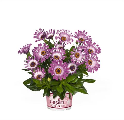 Foto de variedad de flores para ser usadas como: Maceta Osteospermum Margarita Purple Spoon