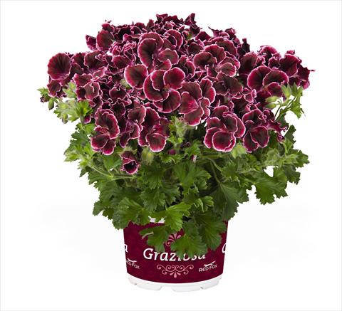 Foto de variedad de flores para ser usadas como: Maceta Pelargonium interspec. RED FOX Graziosa Merlot Picotee