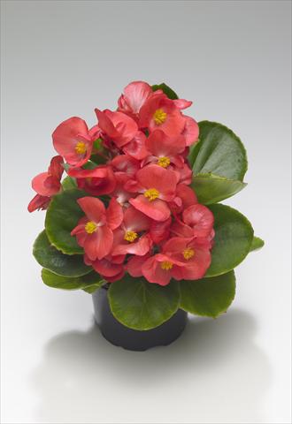 Foto de variedad de flores para ser usadas como: Planta de temporada / borde del macizo Begonia semperflorens Monza Coral