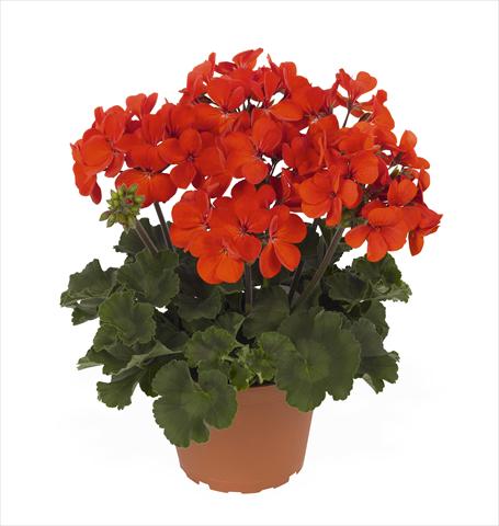 Foto de variedad de flores para ser usadas como: Maceta Pelargonium interspec. RED FOX Sarita Fire