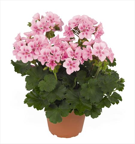 Foto de variedad de flores para ser usadas como: Maceta Pelargonium interspec. RED FOX Sarita Soft Pink Splash