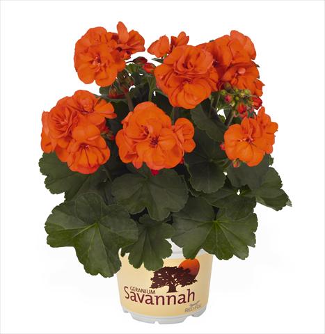 Foto de variedad de flores para ser usadas como: Maceta Pelargonium zonale RED FOX Savannah Oh so Orange