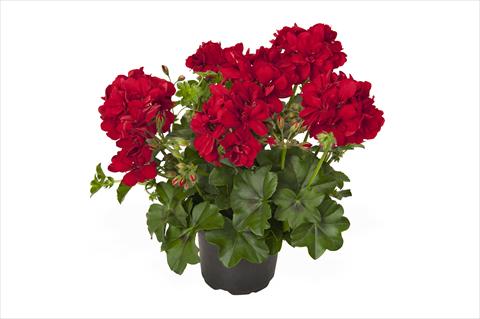 Foto de variedad de flores para ser usadas como: Maceta Pelargonium peltatum RED FOX Great Ball of Fire Red Velvet