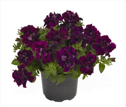 Foto de variedad de flores para ser usadas como: Tarrina de colgar / Maceta Petunia x hybrida RED FOX Origami Burgundy