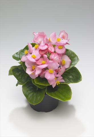 Foto de variedad de flores para ser usadas como: Planta de temporada / borde del macizo Begonia semperflorens Monza Pink