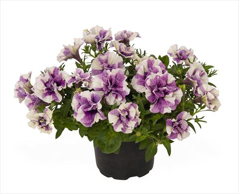 Foto de variedad de flores para ser usadas como: Tarrina de colgar / Maceta Petunia x hybrida RED FOX Origami Lavender Touch