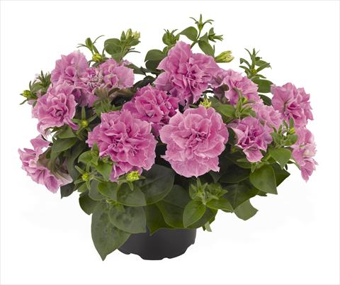 Foto de variedad de flores para ser usadas como: Tarrina de colgar / Maceta Petunia x hybrida RED FOX Origami Pink