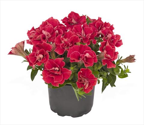 Foto de variedad de flores para ser usadas como: Tarrina de colgar / Maceta Petunia x hybrida RED FOX Origami Watermelon