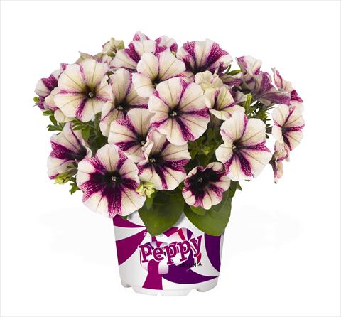 Foto de variedad de flores para ser usadas como: Tarrina de colgar / Maceta Petunia x hybrida RED FOX Peppy Plum