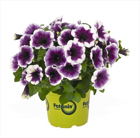 Foto de variedad de flores para ser usadas como: Tarrina de colgar / Maceta Petunia x hybrida RED FOX Potunia Purple Halo