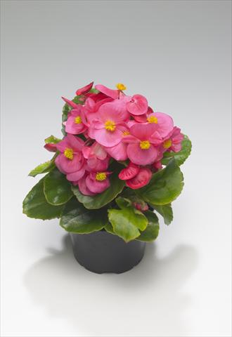 Foto de variedad de flores para ser usadas como: Planta de temporada / borde del macizo Begonia semperflorens Monza Rose