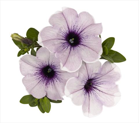 Foto de variedad de flores para ser usadas como: Tarrina de colgar / Maceta Petunia x hybrida RED FOX Surprise Lavender Halo