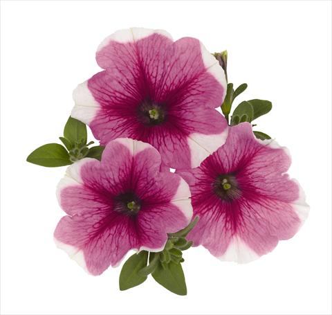 Foto de variedad de flores para ser usadas como: Tarrina de colgar / Maceta Petunia x hybrida RED FOX Surprise Pink Touch
