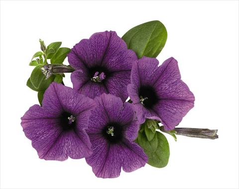 Foto de variedad de flores para ser usadas como: Tarrina de colgar / Maceta Petunia x hybrida RED FOX Surprise Purple Sky