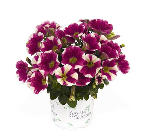 Foto de variedad de flores para ser usadas como: Tarrina de colgar / Maceta Petunia x hybrida RED FOX Sweetunia Hot Pink Touch