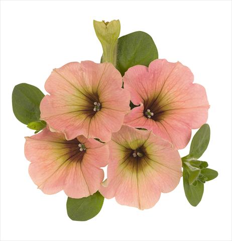 Foto de variedad de flores para ser usadas como: Tarrina de colgar / Maceta Petunia x hybrida RED FOX Sweetunia Peach