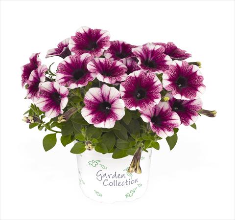Foto de variedad de flores para ser usadas como: Tarrina de colgar / Maceta Petunia x hybrida RED FOX Sweetunia Purple Touch
