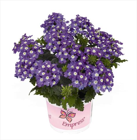 Foto de variedad de flores para ser usadas como: Maceta Verbena hybrida RED FOX Empress Flair Purple Charme