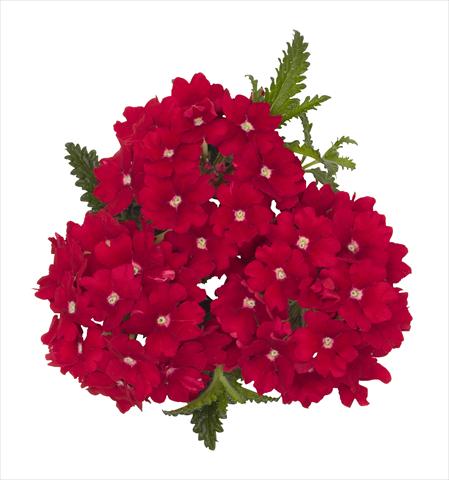 Foto de variedad de flores para ser usadas como: Maceta Verbena hybrida RED FOX Empress Red
