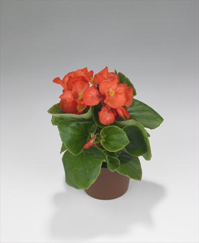 Foto de variedad de flores para ser usadas como: Planta de temporada / borde del macizo Begonia semperflorens Monza Salmon Orange