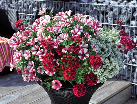Foto de variedad de flores para ser usadas como: Tarrina de colgar / Maceta 3 Combo Confetti Garden Glossy Cherry