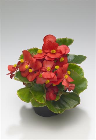 Foto de variedad de flores para ser usadas como: Planta de temporada / borde del macizo Begonia semperflorens Monza Scarlet