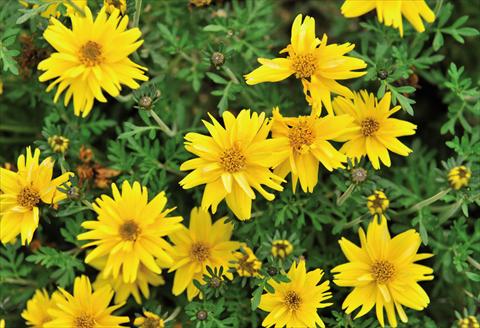 Foto de variedad de flores para ser usadas como: Maceta y planta de temporada Bidens ferulifolia Rapid Double Yellow